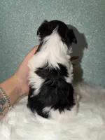 Sunny, a male Yorkshire Terrier for sale in Pensacola, FL – Photo 5 of 5