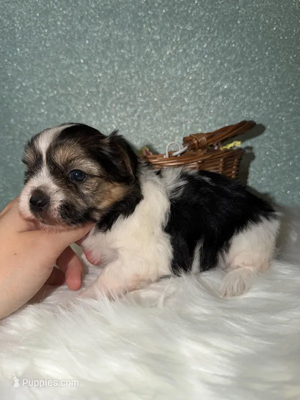 Sunny – Yorkshire Terrier puppy for sale in Pensacola, FL