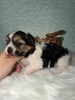 Sunny, a male Yorkshire Terrier for sale in Pensacola, FL – Photo 1 of 5