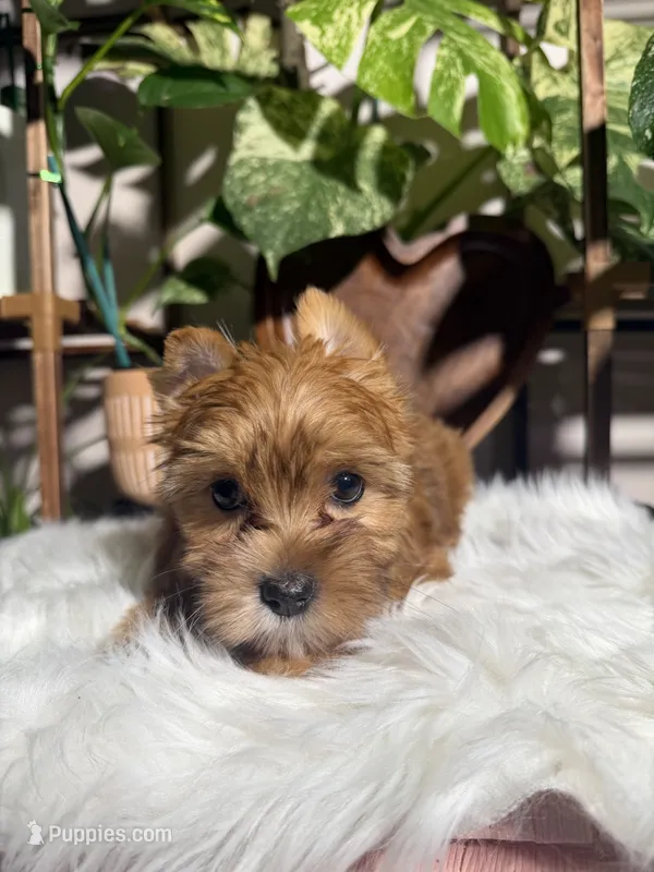 Nova – Yorkshire Terrier puppy for sale in Pensacola, FL