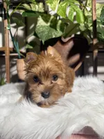 Nova, a female Yorkshire Terrier for sale in Pensacola, FL – 1 of 4