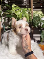 Stella, a female Yorkshire Terrier for sale in Pensacola, FL – 3 of 5