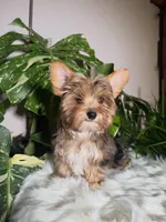 Dunkin, a male Yorkshire Terrier for sale in Pensacola, FL – 2 of 9