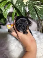 Gabriel, a male Yorkshire Terrier for sale in Pensacola, FL – 3 of 4