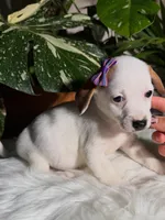 Cookie, a female Jack Russell Terrier and Chihuahua for sale in Pensacola, FL – 1 of 2