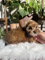 Nova, a female Yorkshire Terrier for sale in Pensacola, FL – 2 of 4