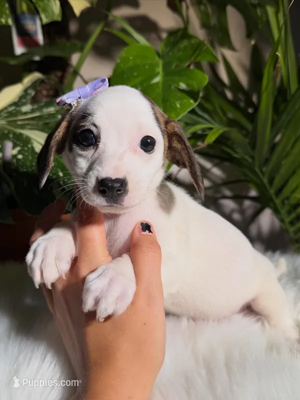 Daisy – Jack Russell Terrier, Chihuahua puppy for sale in Pensacola, FL