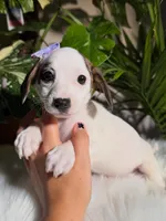 Daisy, a female Jack Russell Terrier and Chihuahua for sale in Pensacola, FL – 1 of 2