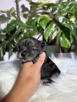 Iris, a female Yorkshire Terrier for sale in Pensacola, FL – 4 of 6