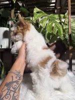 Stella, a female Yorkshire Terrier for sale in Pensacola, FL – 5 of 5