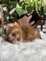 Nova, a female Yorkshire Terrier for sale in Pensacola, FL – 4 of 4