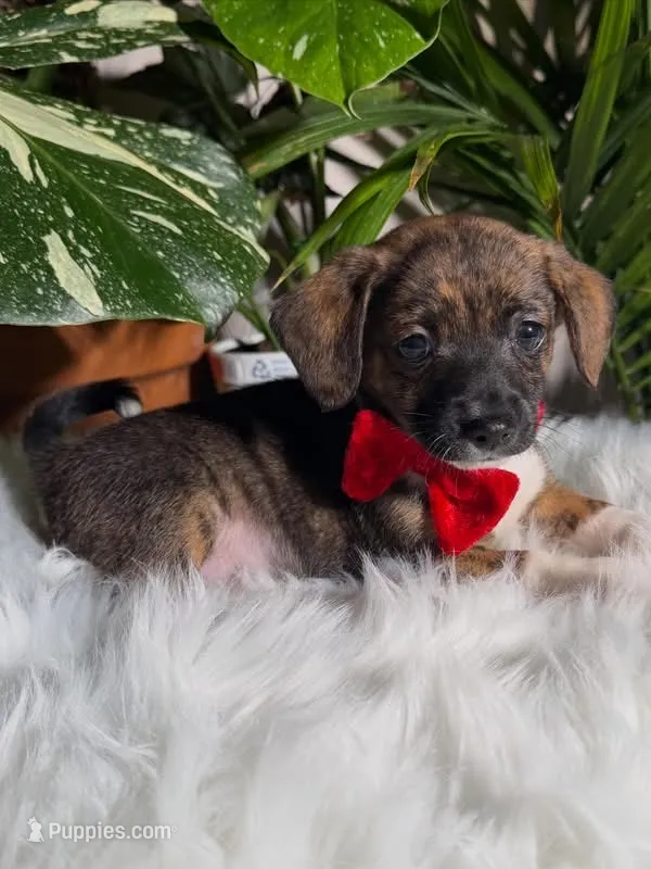 Rascal – Jack Russell Terrier, Chihuahua puppy for sale in Pensacola, FL