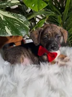 Rascal, a male Jack Russell Terrier and Chihuahua for sale in Pensacola, FL – 1 of 2