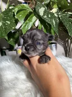Iris, a female Yorkshire Terrier for sale in Pensacola, FL – 6 of 6