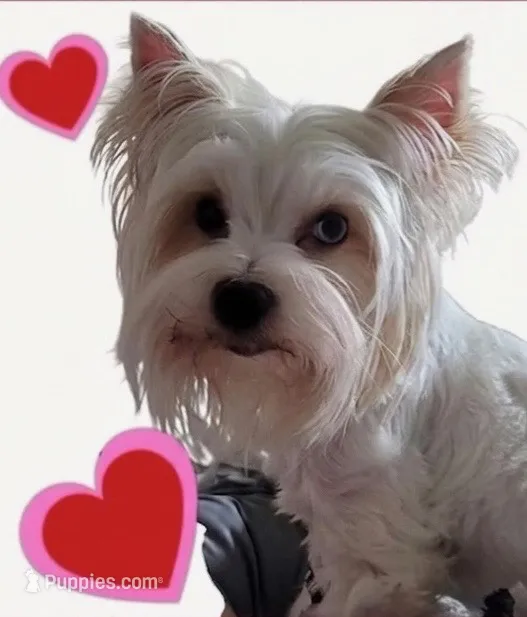 Heiress – Yorkshire Terrier puppy for sale in Pensacola, FL