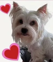 Heiress, a female Yorkshire Terrier for sale in Pensacola, FL – 1 of 2