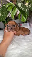 Nova, a female Yorkshire Terrier for sale in Pensacola, FL – 3 of 5