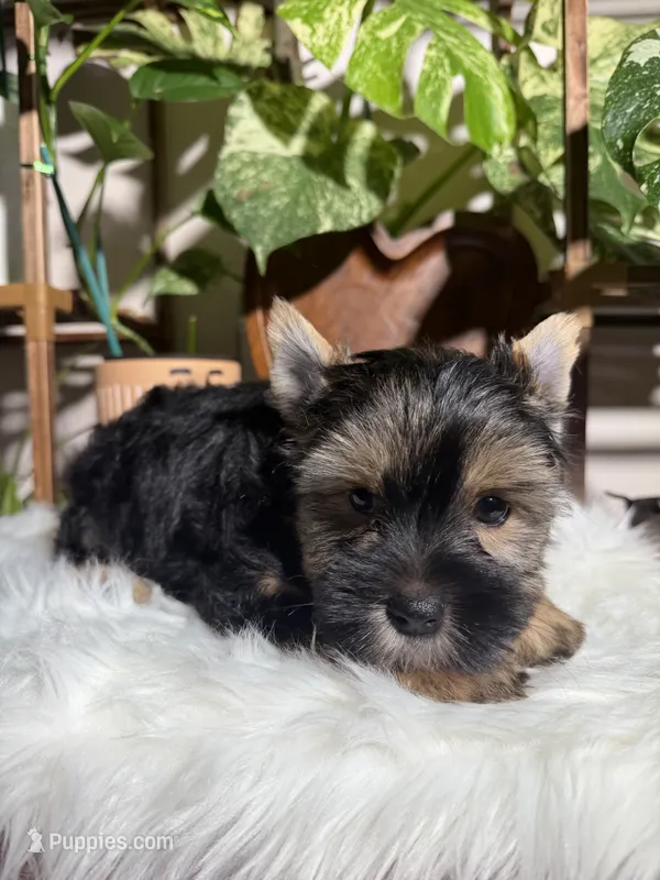 Gabriel – Yorkshire Terrier puppy for sale in Pensacola, FL