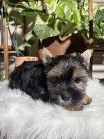 Gabriel, a male Yorkshire Terrier for sale in Pensacola, FL – 1 of 3
