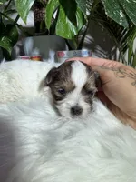 Lily, a female Yorkshire Terrier for sale in Pensacola, FL – 2 of 4
