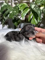 Iris, a female Yorkshire Terrier for sale in Pensacola, FL – 2 of 6