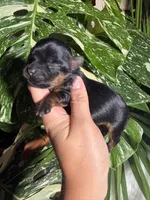 Violet, a female Yorkshire Terrier for sale in Pensacola, FL – 2 of 4