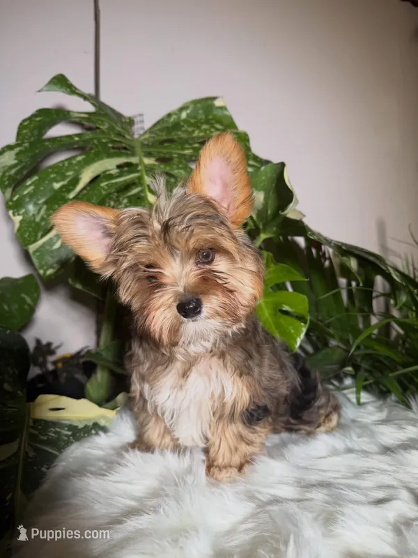 Dunkin – Yorkshire Terrier puppy for sale in Pensacola, FL