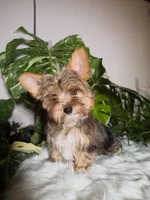 Dunkin, a male Yorkshire Terrier for sale in Pensacola, FL – 1 of 9