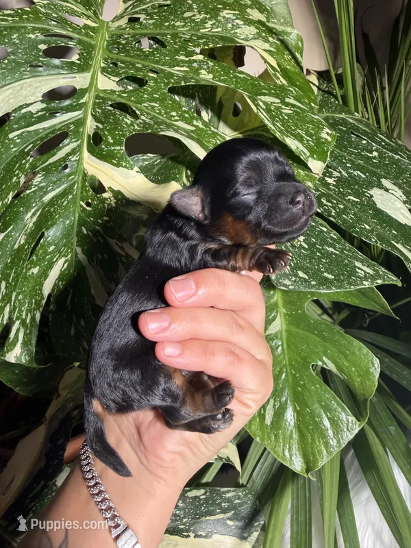 Violet – Yorkshire Terrier puppy on hold in Pensacola, FL