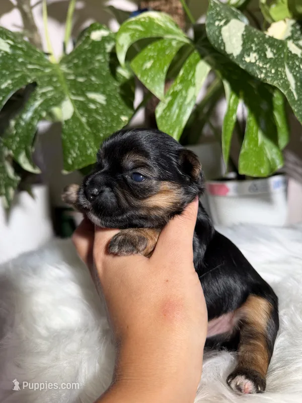 Gabriel – Yorkshire Terrier puppy for sale in Pensacola, FL