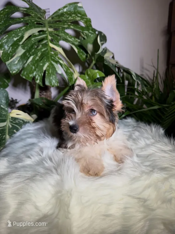 River – Yorkshire Terrier puppy for sale in Pensacola, FL