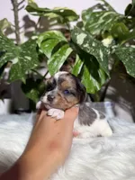 Cosmo, a male Yorkshire Terrier for sale in Pensacola, FL – 2 of 5