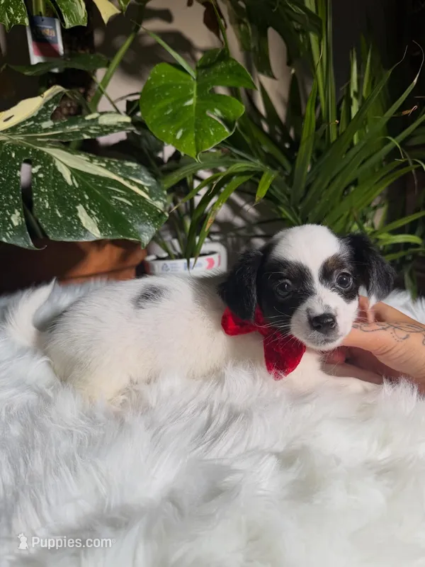 Bandit – Jack Russell Terrier, Chihuahua puppy for sale in Pensacola, FL