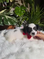 Bandit, a male Jack Russell Terrier and Chihuahua for sale in Pensacola, FL – 1 of 2