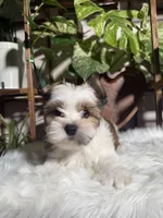 Castiel , a male Yorkshire Terrier for sale in Pensacola, FL – 2 of 5