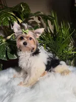 Sunny, a male Yorkshire Terrier for sale in Pensacola, FL – 4 of 4