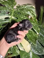 Iris, a female Yorkshire Terrier for sale in Pensacola, FL – 4 of 6
