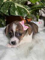Lola, a female Jack Russell Terrier and Chihuahua for sale in Pensacola, FL – 1 of 3