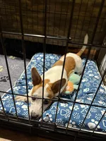 Tag, a male Jack Russell Terrier and Chihuahua for sale in Pensacola, FL – 3 of 4