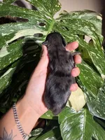 Iris, a female Yorkshire Terrier for sale in Pensacola, FL – 3 of 6