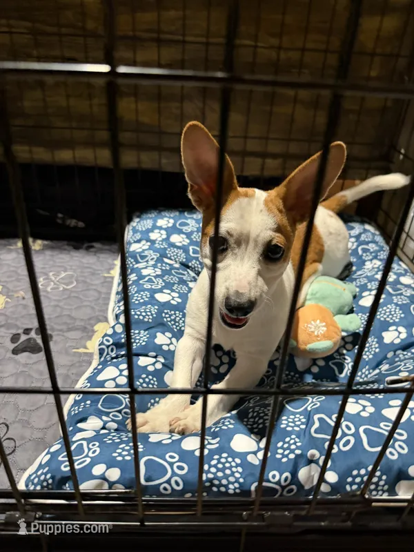 Tag – Jack Russell Terrier, Chihuahua puppy for sale in Pensacola, FL