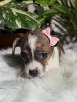 Lola, a female Jack Russell Terrier and Chihuahua for sale in Pensacola, FL – 3 of 3