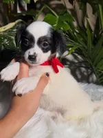 Bandit, a male Jack Russell Terrier and Chihuahua for sale in Pensacola, FL – 2 of 2