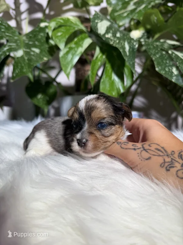 Cosmo – Yorkshire Terrier puppy for sale in Pensacola, FL