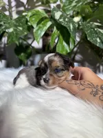 Cosmo, a male Yorkshire Terrier for sale in Pensacola, FL – 1 of 5