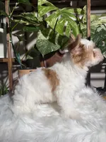 Stella, a female Yorkshire Terrier for sale in Pensacola, FL – 2 of 5