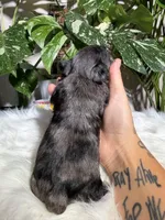 Iris, a female Yorkshire Terrier for sale in Pensacola, FL – 5 of 6