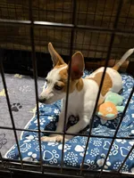 Tag, a male Jack Russell Terrier and Chihuahua for sale in Pensacola, FL – 2 of 4