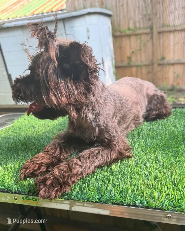 Maggie – Yorkshire Terrier puppy for sale in Pensacola, FL