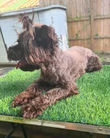 Maggie, a female Yorkshire Terrier for sale in Pensacola, FL – 1 of 3